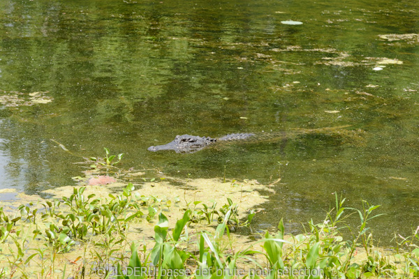 Brazos Bend State Park, TX, USA